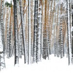The Winter of Discontent
