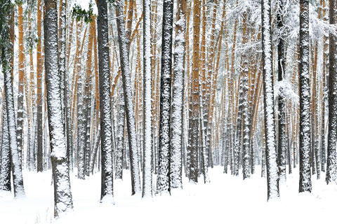 The Winter of Discontent