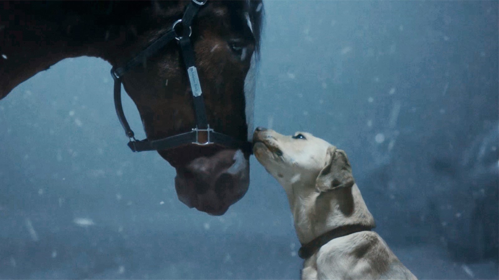 🐴 Budweiser Goes ‘Old School’ for Clydesdales’ 46th Super Bowl Appearance