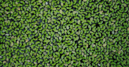 Whey Supply Crunch Gives Alternative Proteins an Opening