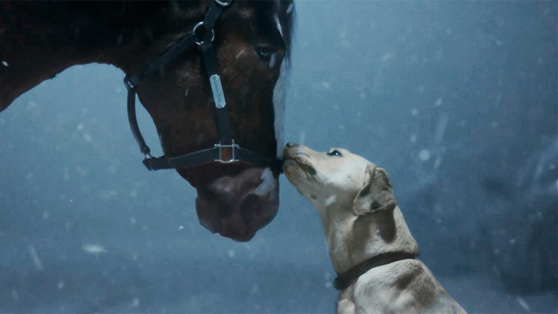 🏈 Mixed Results for Big Game Beer Ads 