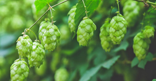 📊 BarthHaas: 2023 Global Hop Production +11.5%, Despite 2nd Consecutive Year of Acreage Decline