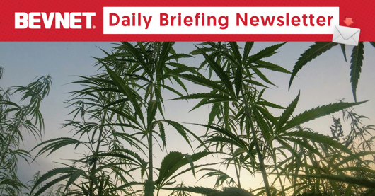 🎰 Big Weed Bets on Bevs