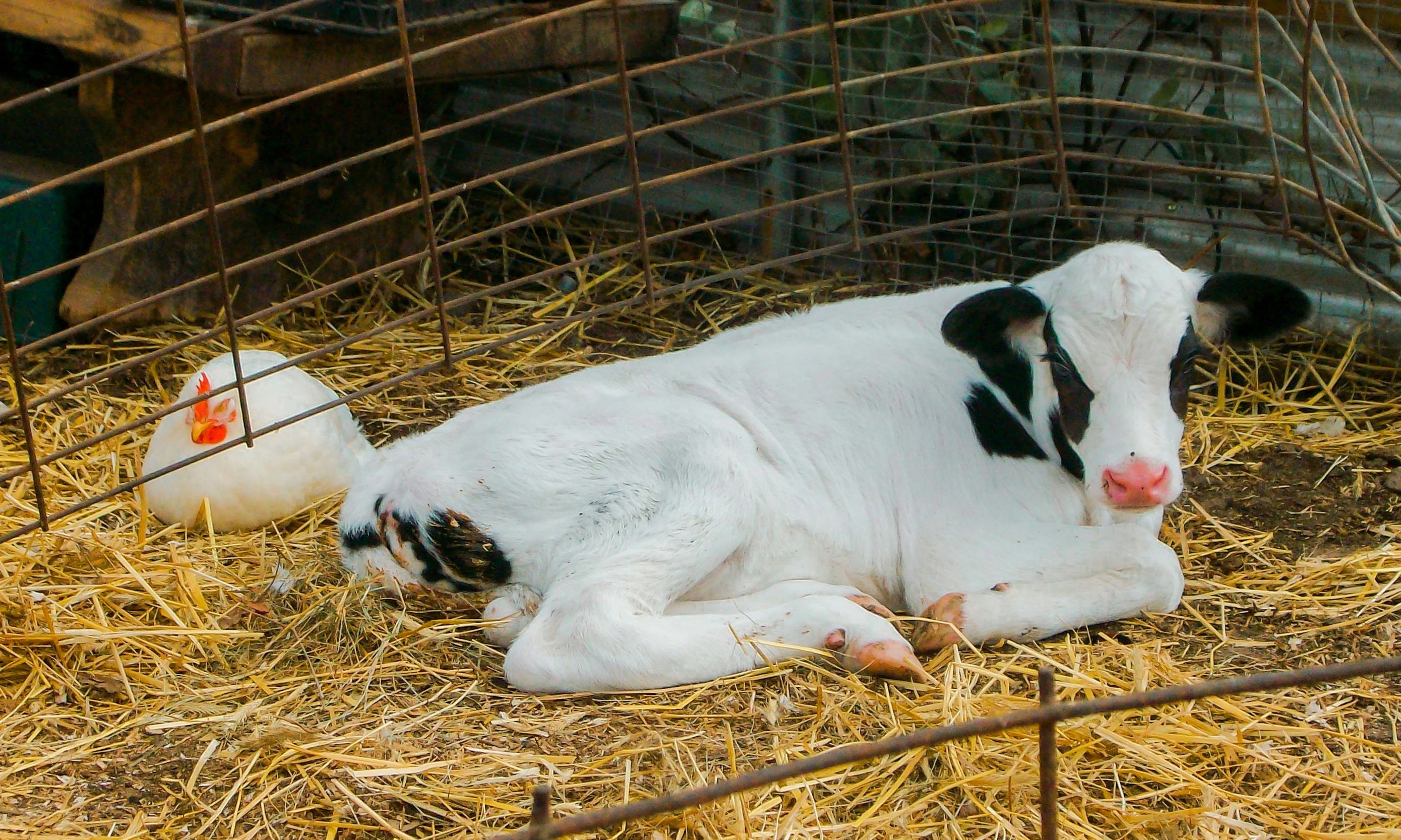 🐮 Is the Spread of Avian Flu a Threat to the Dairy Industry? Experts Weigh In. 