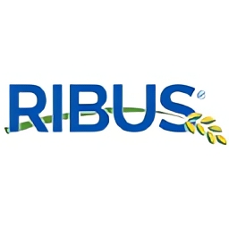 Ribus