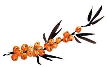 Omega Fruit Sea buckthorn Products
