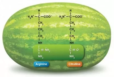 L-Citrulline AJI92 grade CAS NO.: 372-75-8