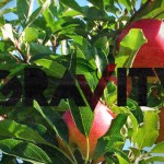 Review: Gravity Apple Cider Vinegar Drink