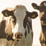 BevNET’s Functional Focus