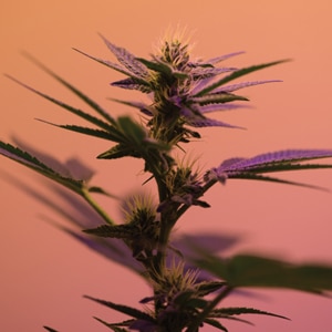 Hemp Horizons: Exploring Issues and Challenges in the Hemp/CBD Ingredient Market