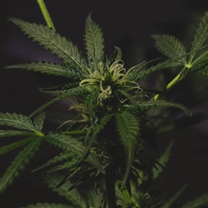 The First Drop: Compromise on Legalization, Don’t Compromise Legalization