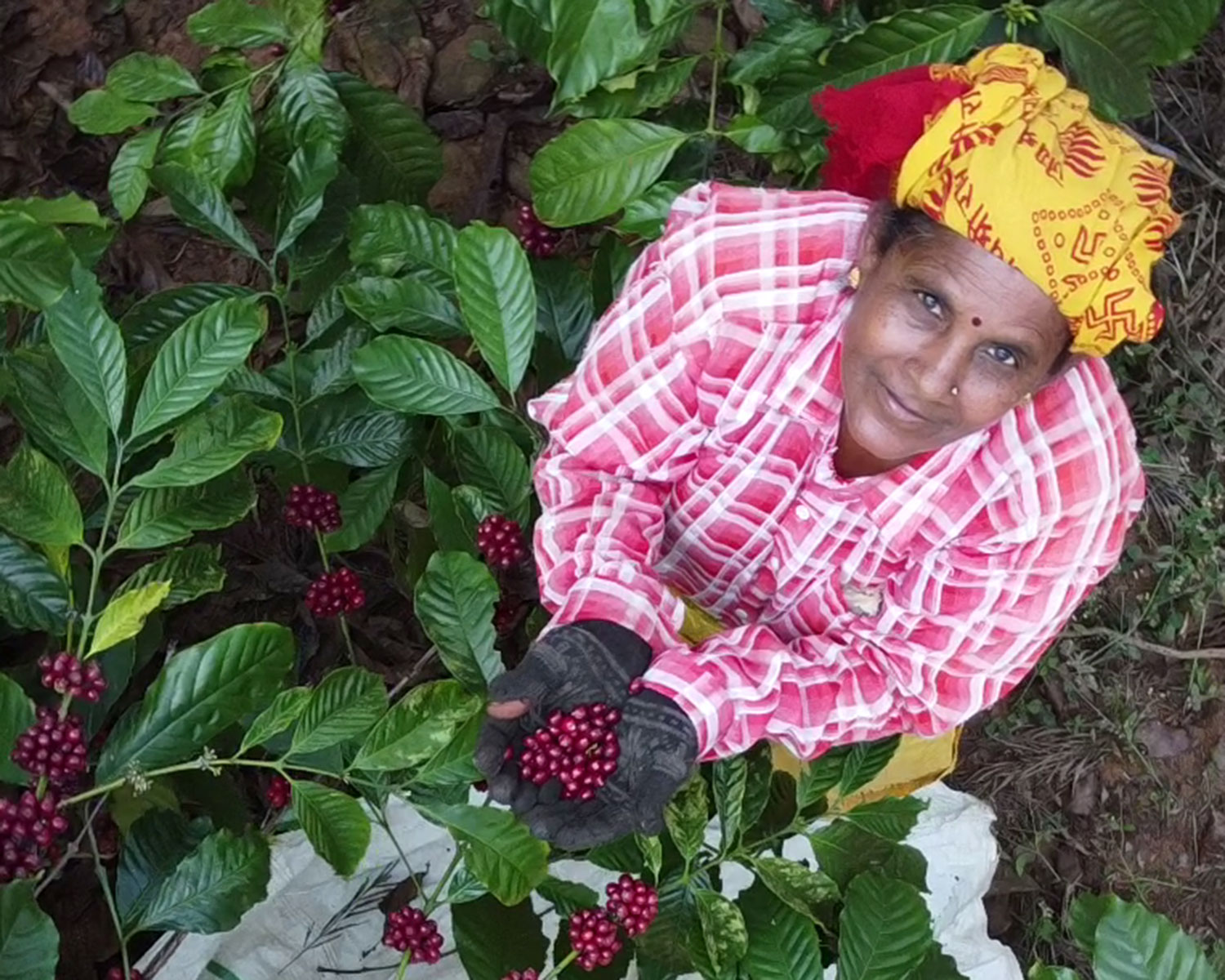 Coffeeberry Energy Organic Coffee Fruit Caffeine