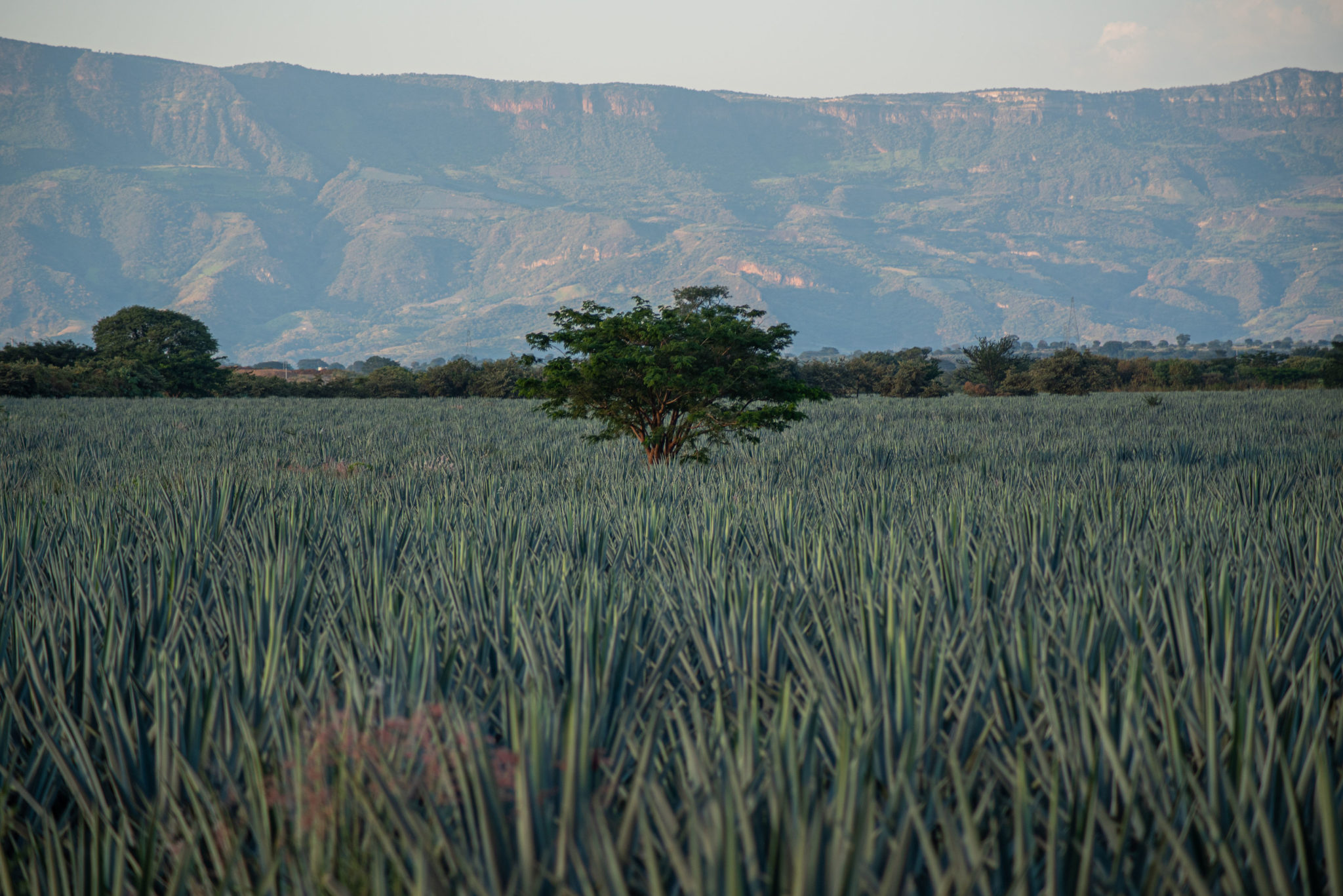 Tromba Tequila Restores Nearly Extinct Agave Plants in Jalisco Through