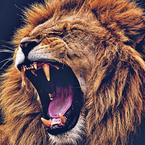Publisher’s Toast: In Like A Lion