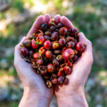 Upcycling May Solve Food Waste Tomorrow, But Is It Worth the Cost Today?