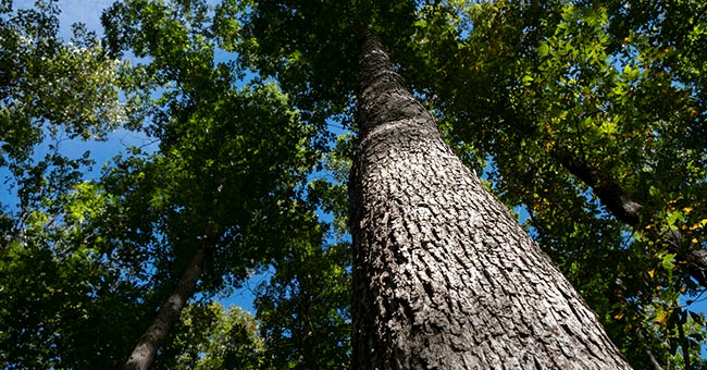 white oak shortage