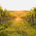 New Flavors and Digital-First: How a Pernod Ricard Exec Aims to Disrupt Cognac