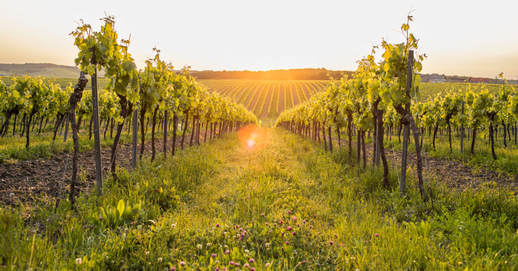 New Flavors and Digital-First: How a Pernod Ricard Exec Aims to Disrupt Cognac