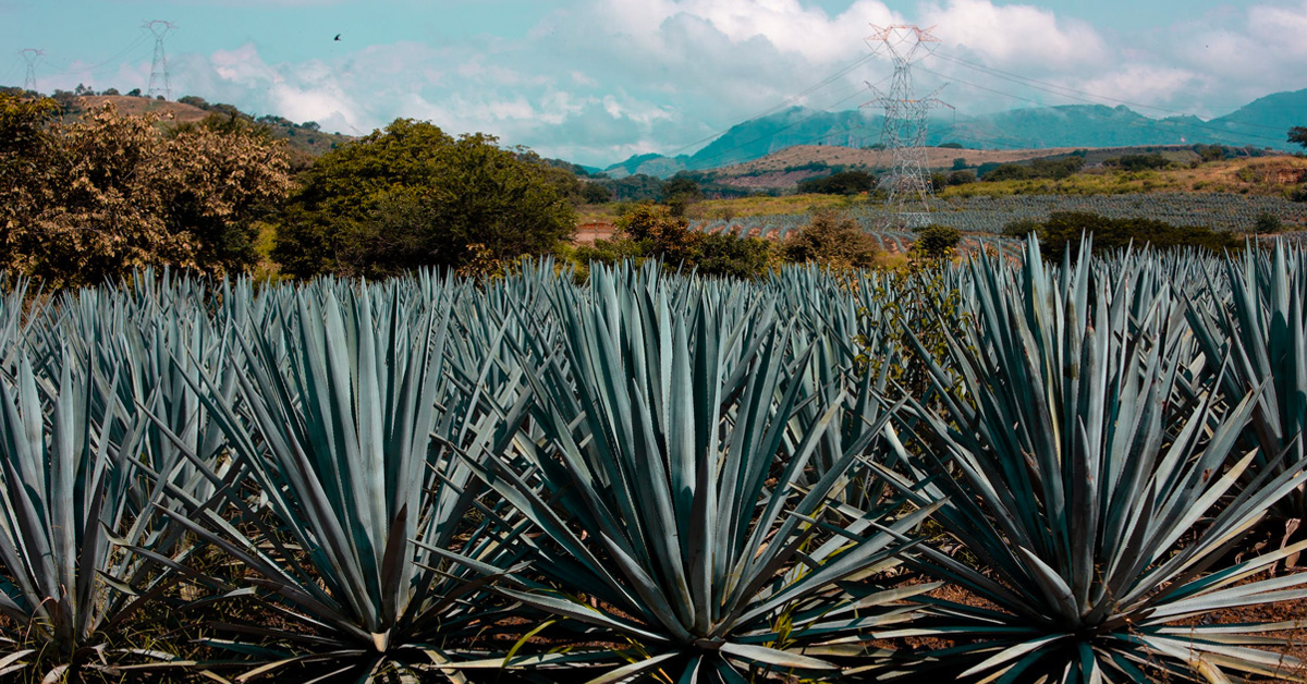 📈 Is The High End Tequila Boom Cresting?