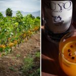Pisco Brands Say It’s Time To Change The Spirit’s Narrative. Here’s How.