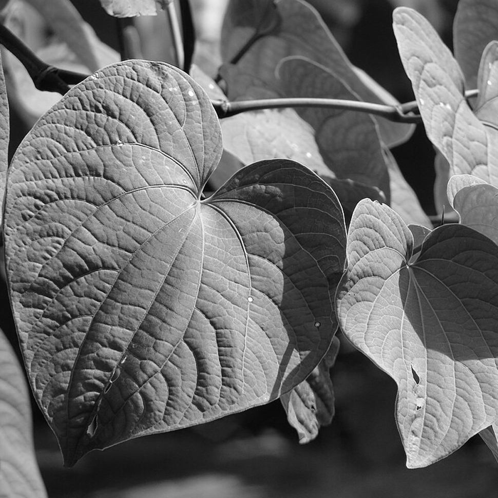 Courts Clear Path for New York City’s Kava Crackdown