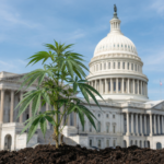 Bev-Alc Wholesalers Back Hemp Reform; New Bill Seeks CBD Limits