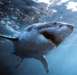 California-based Class Actions hit Zico, Xing